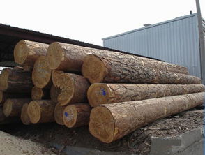 俄羅斯楊木原木供應——廈門湖里勝佳木材經營部，質優價廉，現貨直銷